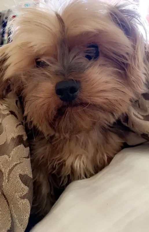 Lost dog in Blanco, TX, 78606
