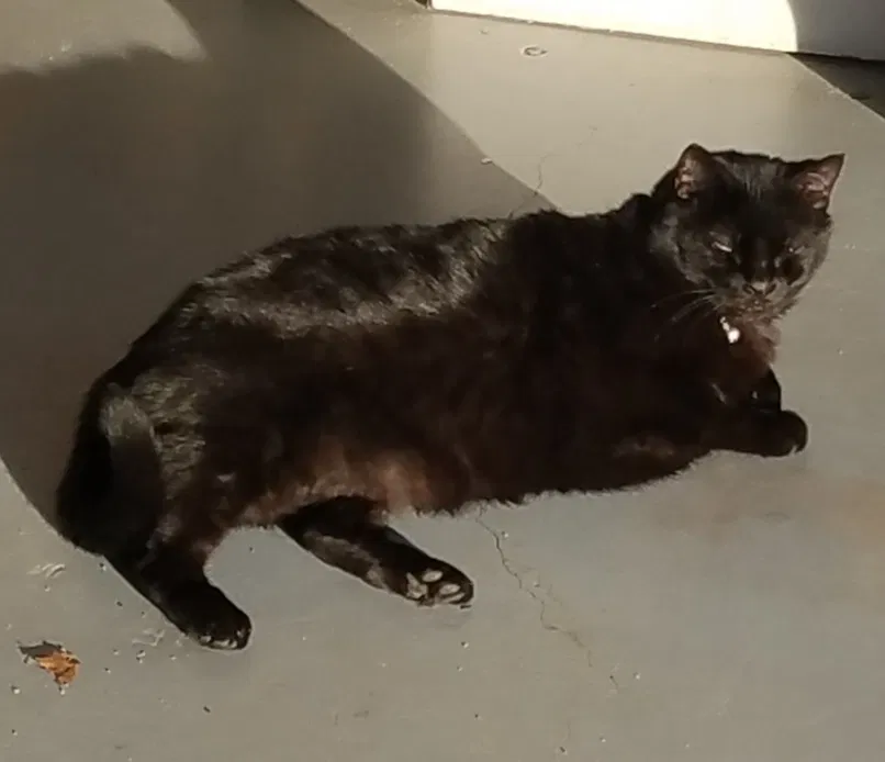 Lost cat in Cumming, GA, 30028