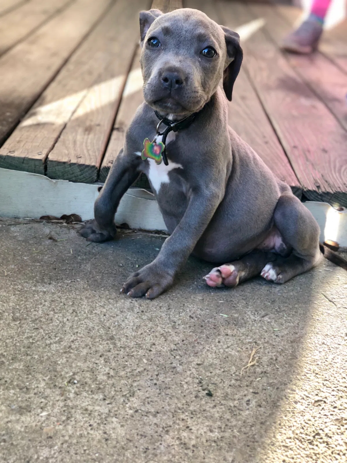 Lost dog in Valdosta, GA, 31601