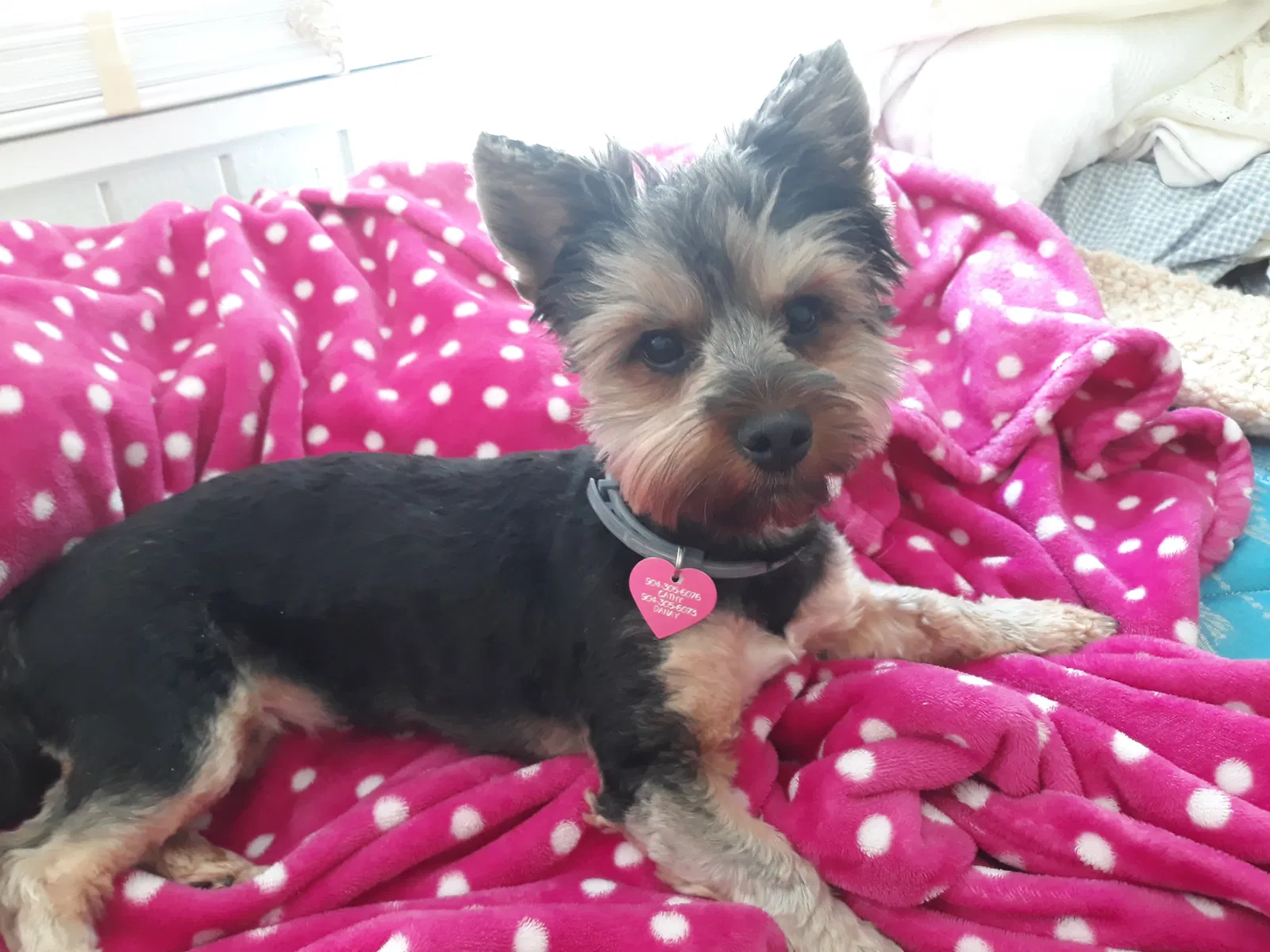 Lost dog in Jacksonville, FL, 32205