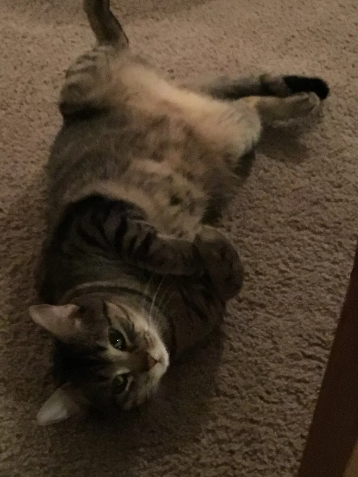 Lost cat in Palatine, IL, 60074