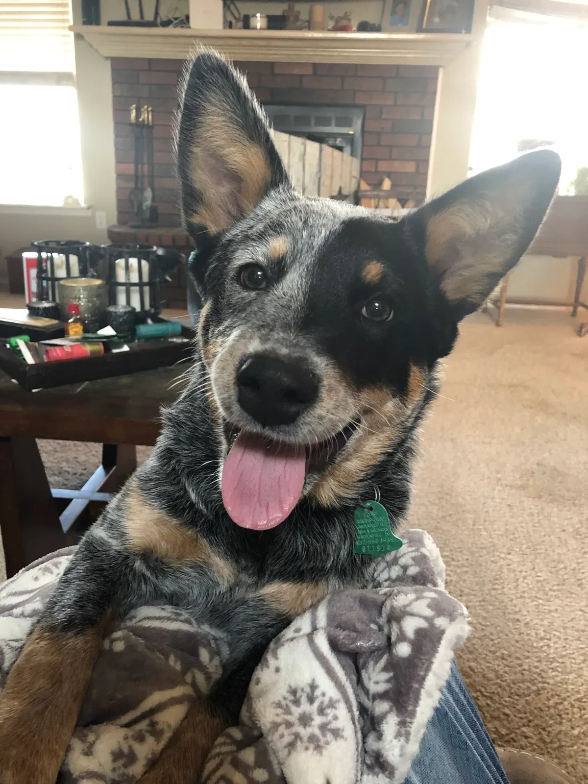 Lost dog in Midland, TX, 79706