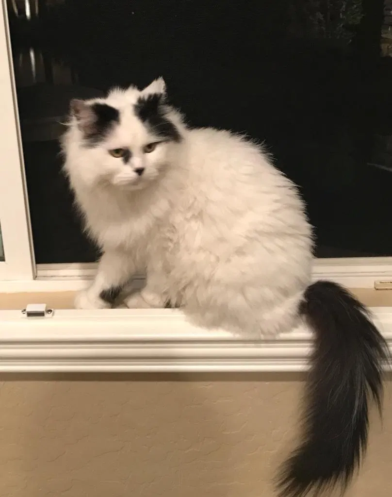 Lost cat in Phoenix, AZ, 85042