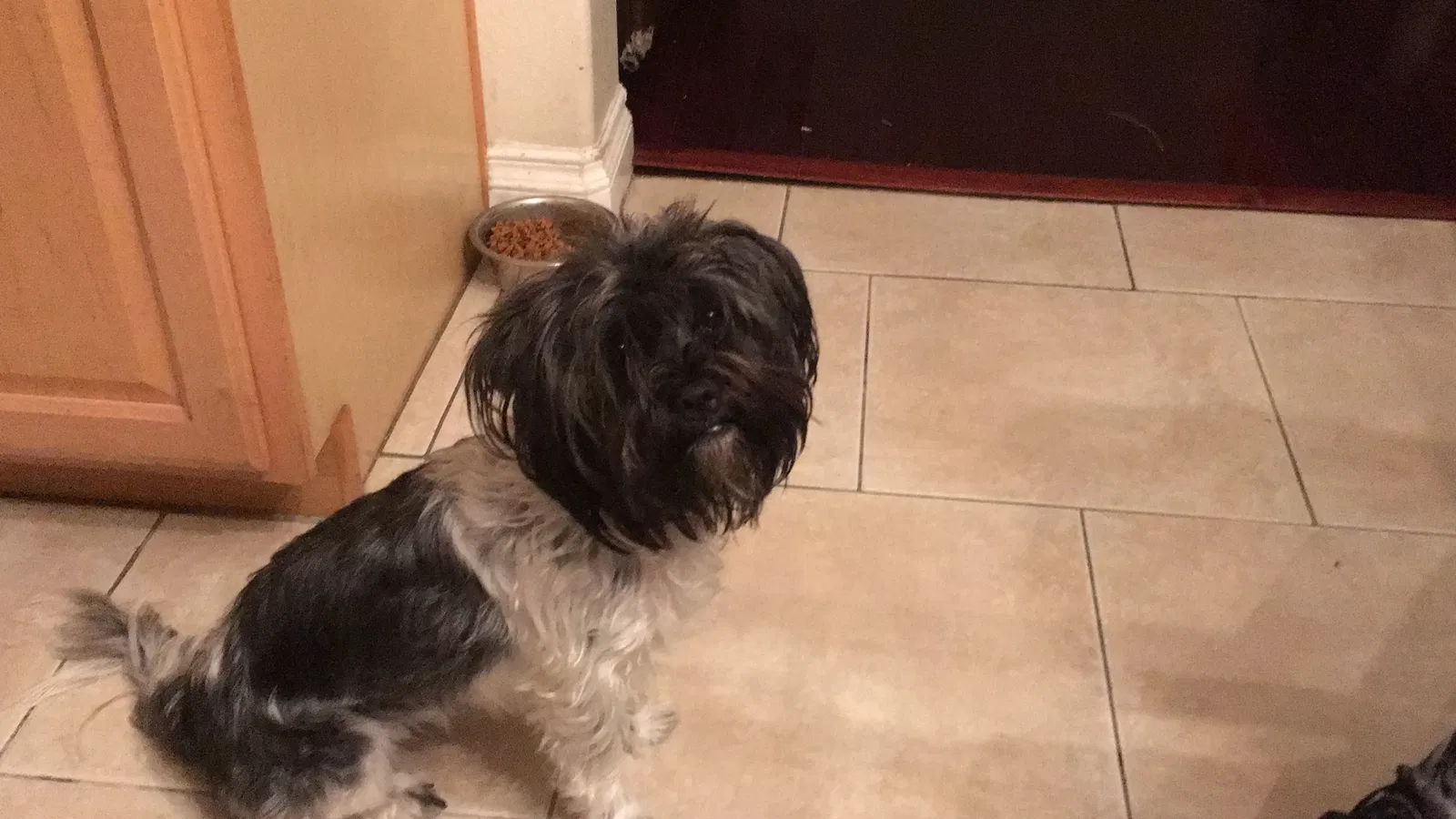 Lost dog in North Las Vegas, NV, 89032