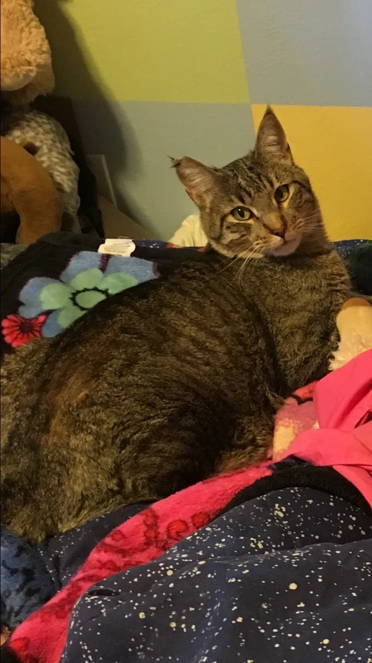 Lost cat in Fort Collins, CO, 80526