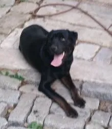Lost dog in Cedar Bluff, AL, 35959