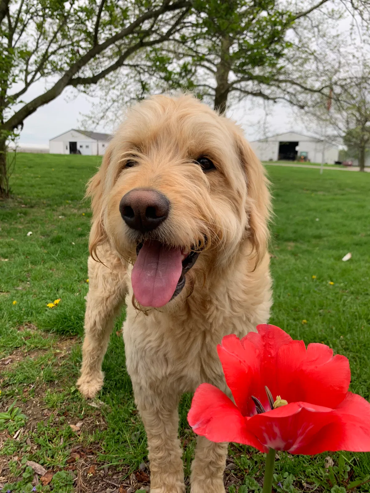 Lost dog in Clarksburg, OH, 43115