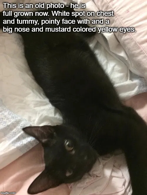 Lost cat in Columbus, OH, 43223