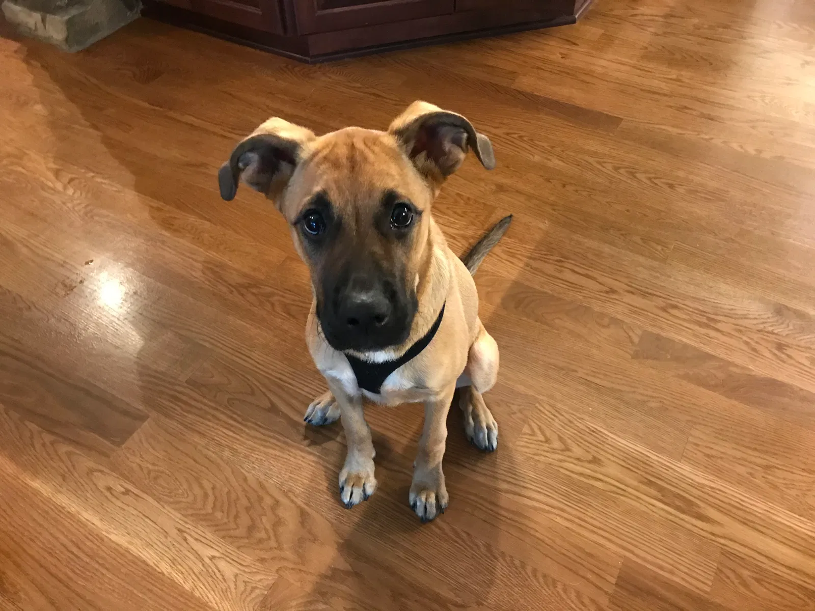 Lost dog in Westerville, OH, 43081
