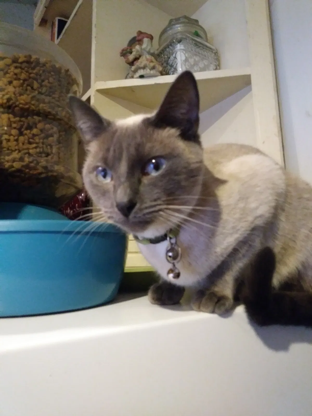 Lost cat in Center Line, MI, 48015