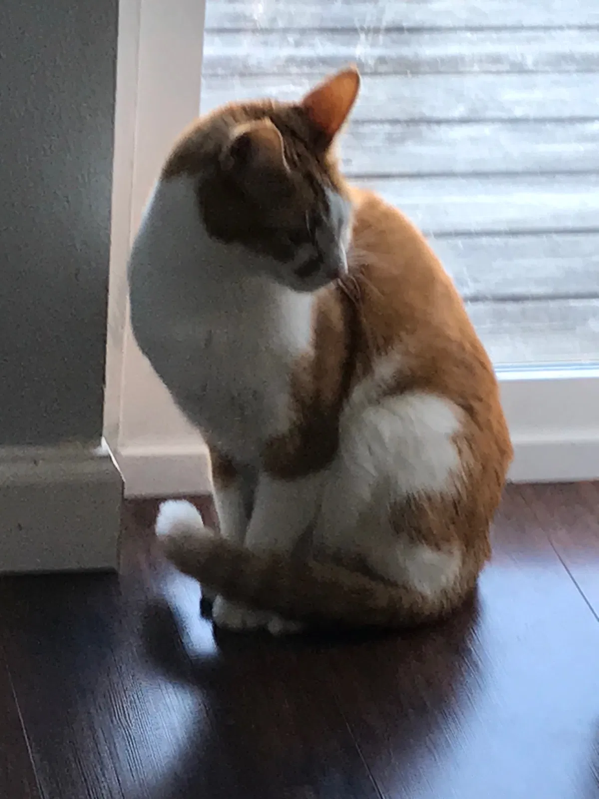 Lost cat in Lake Stevens, WA, 98258