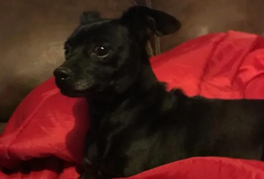 Lost dog in Lexington, IN, 47138