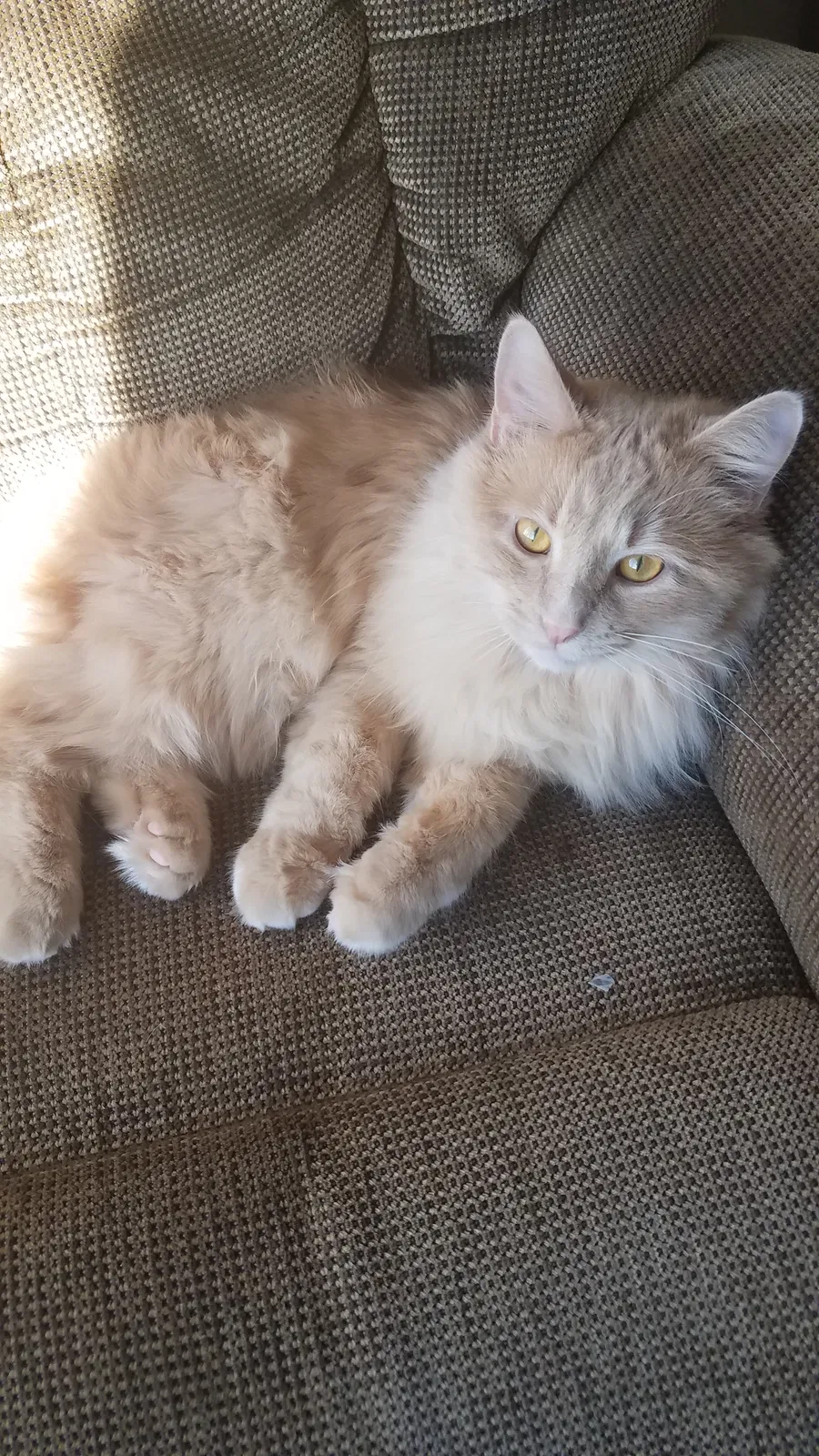 Lost cat in Lansing, MI, 48917