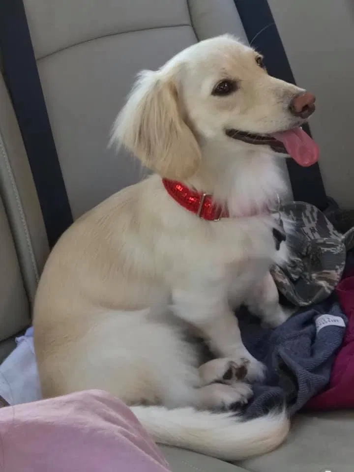 Lost dog in Pickerington, OH, 43147