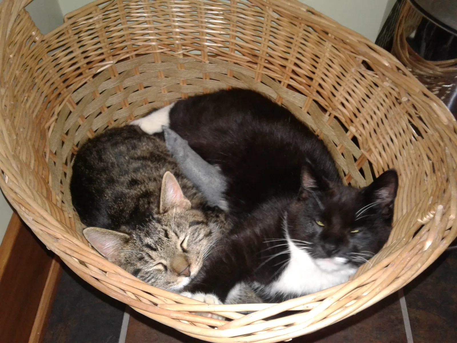 Lost cat in Latrobe, PA, 15650