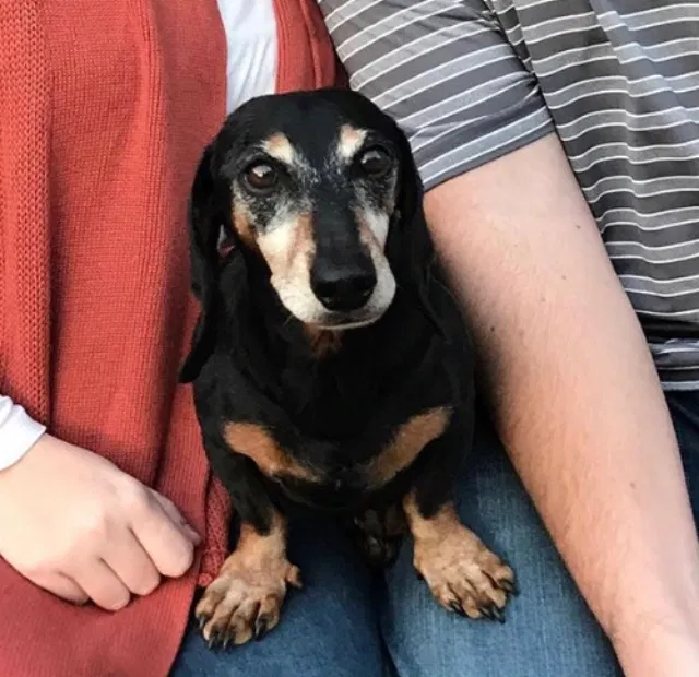 Lost dog in Columbiana, AL, 35051