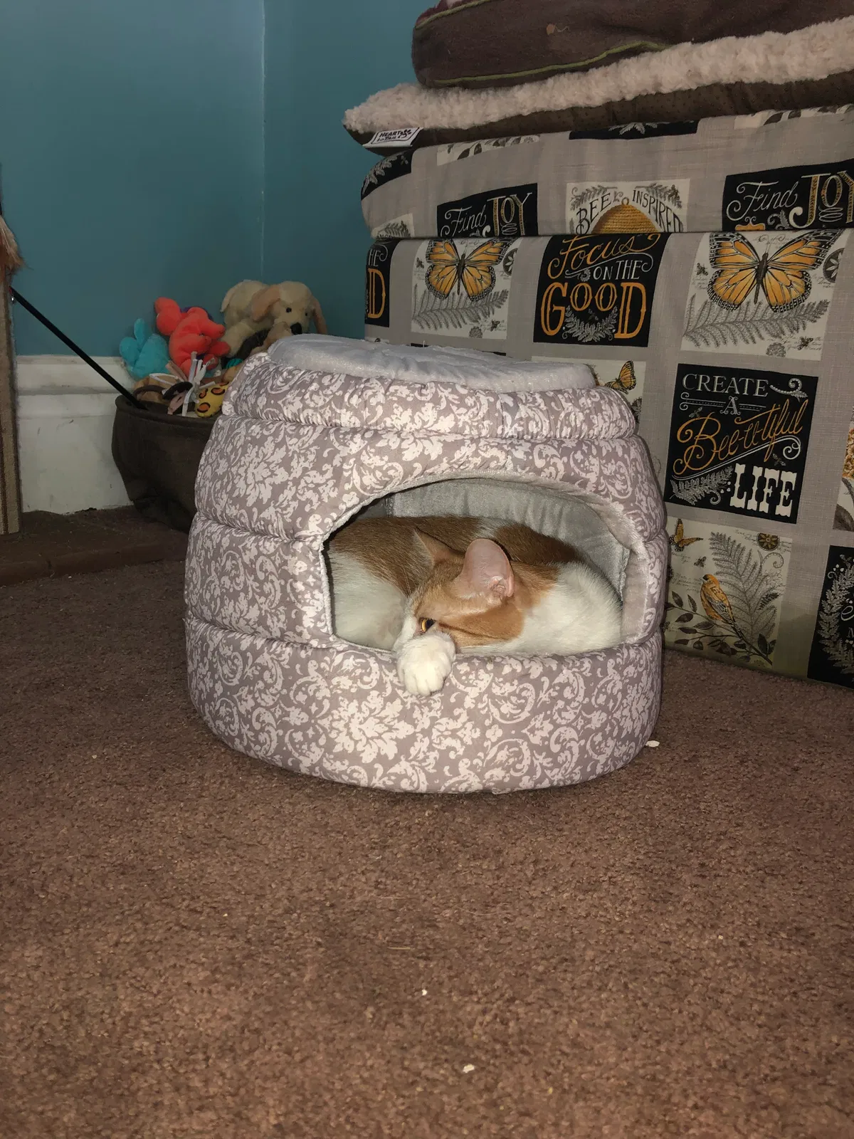 Lost cat in Terre Haute, IN, 47807