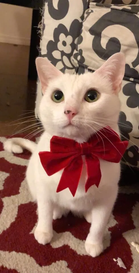Lost cat in Orange Beach, AL, 36561