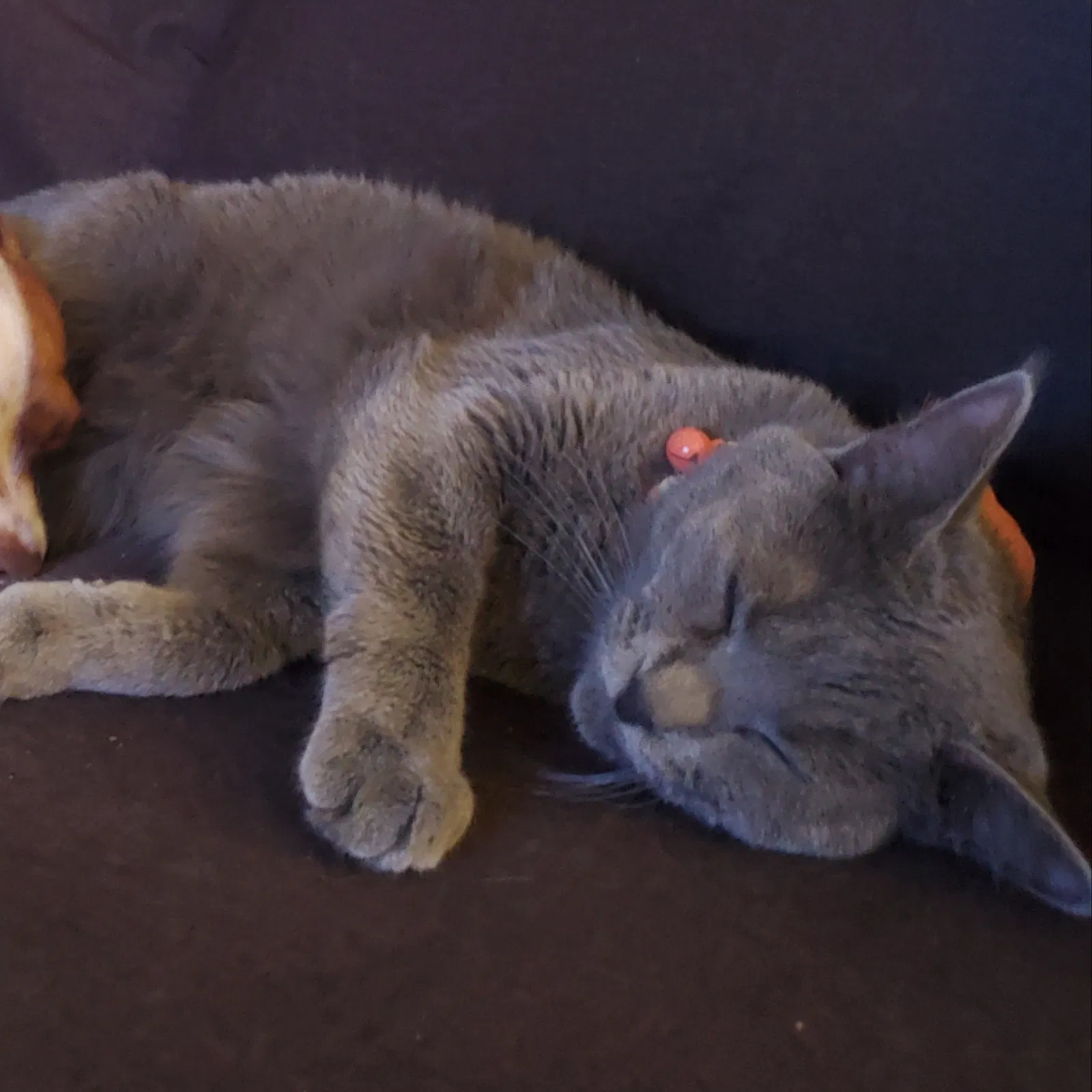 Lost cat in Oklahoma City, OK, 73130