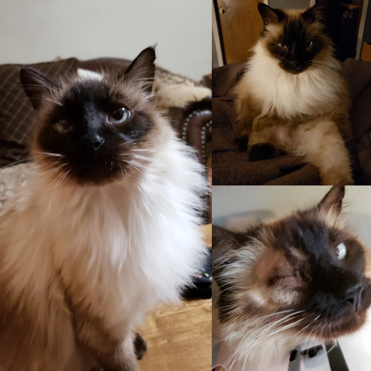 Lost cat in Norman, OK, 73072