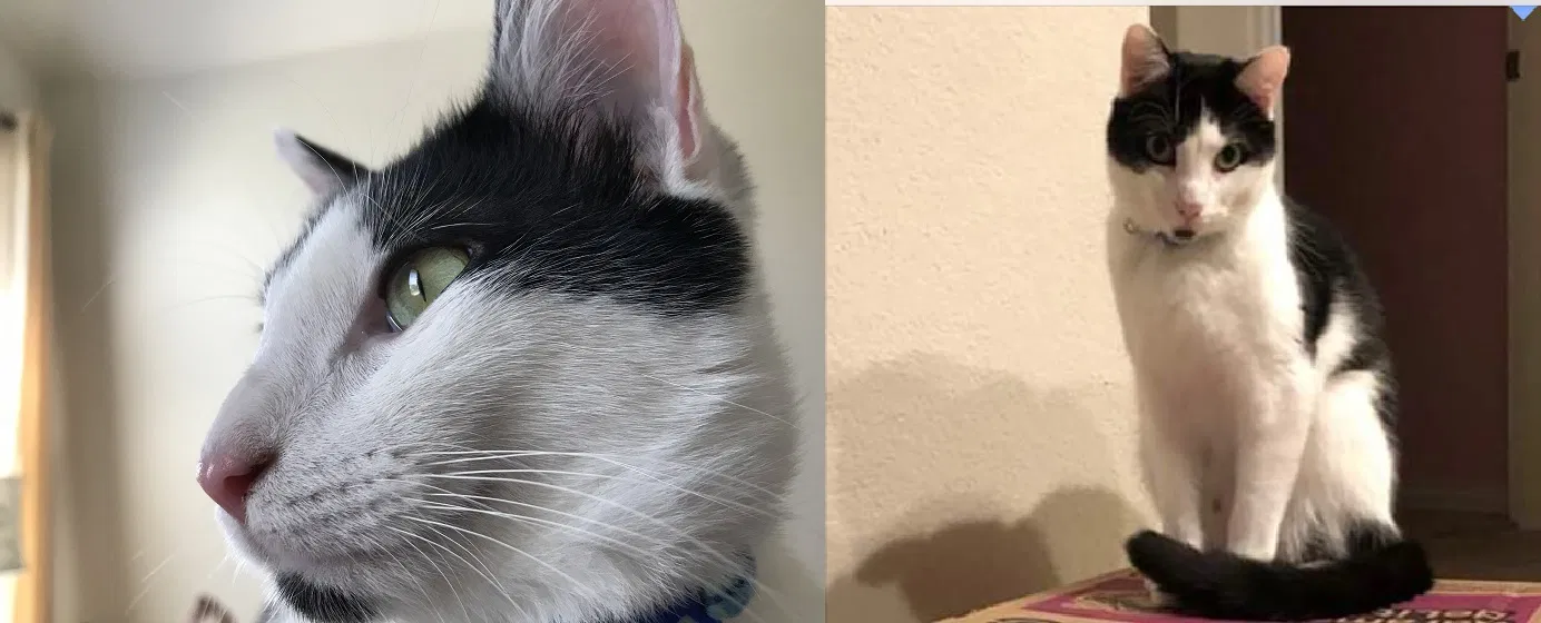 Lost cat in Pflugerville, TX, 78660