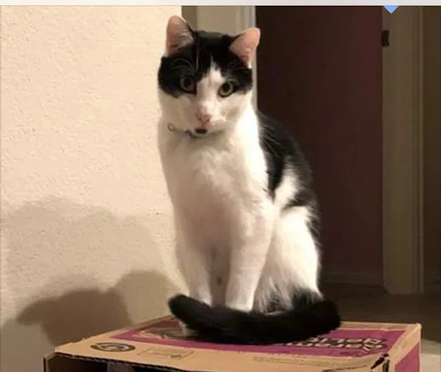 Lost cat in Pflugerville, TX, 78660