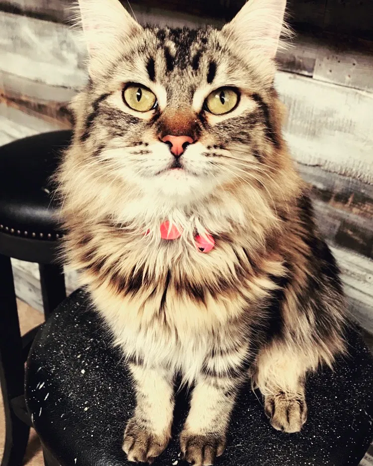 Lost cat in Glendale, AZ, 85308
