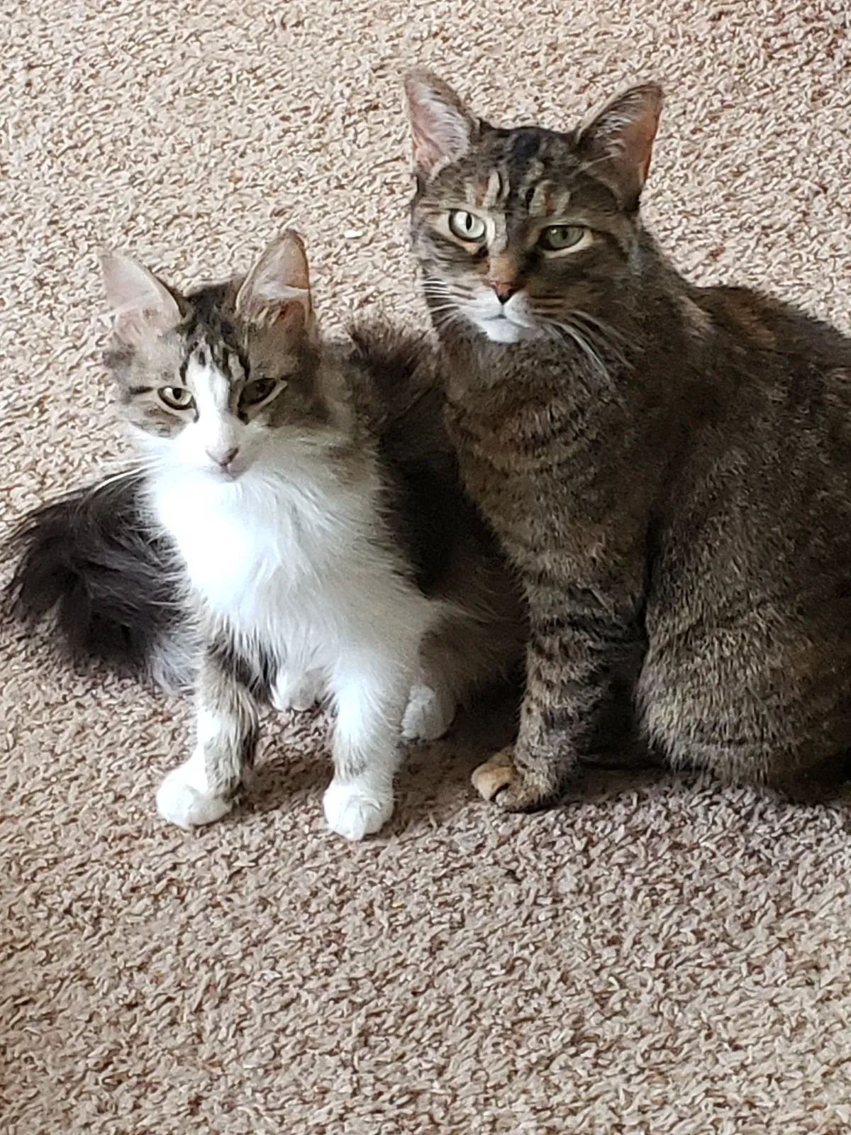 Lost cat in Clinton Township, MI, 48036