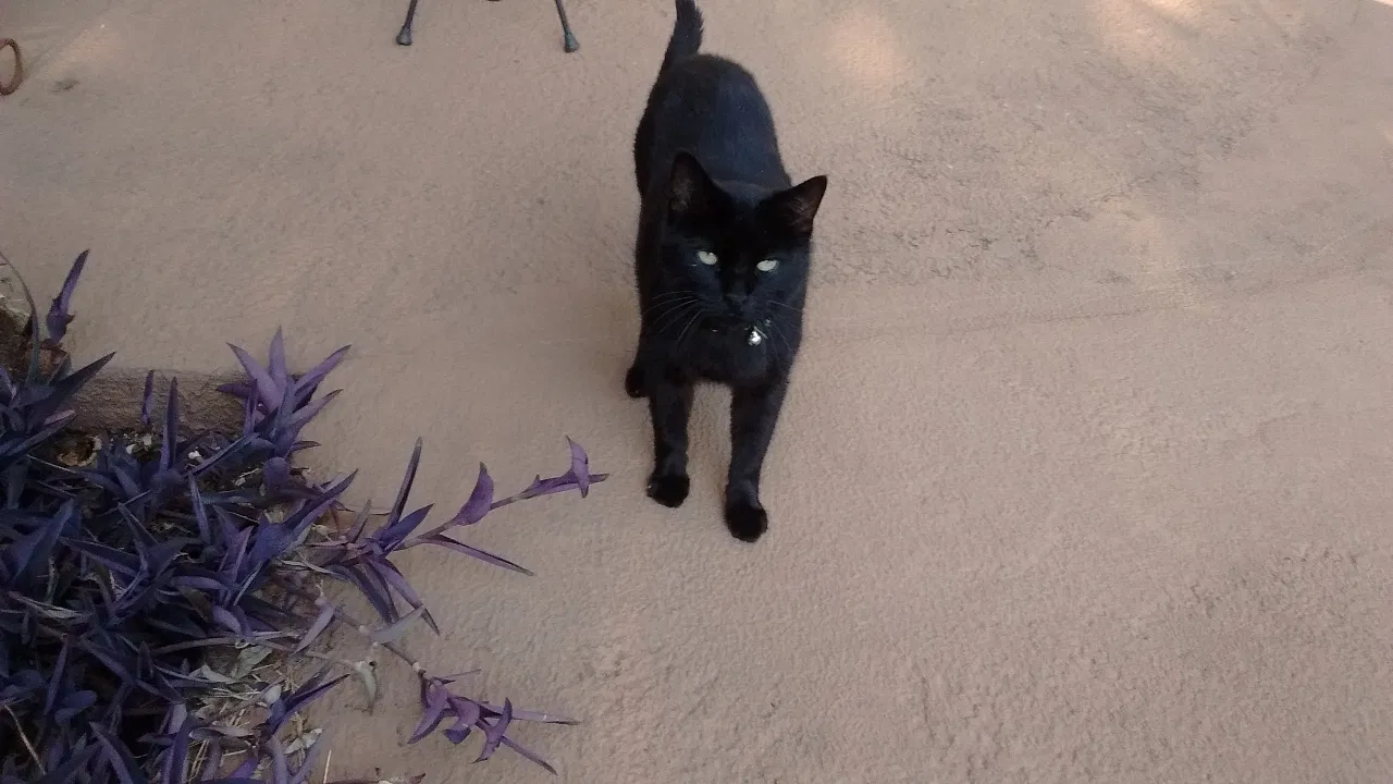 Lost cat in Garland, TX, 75044