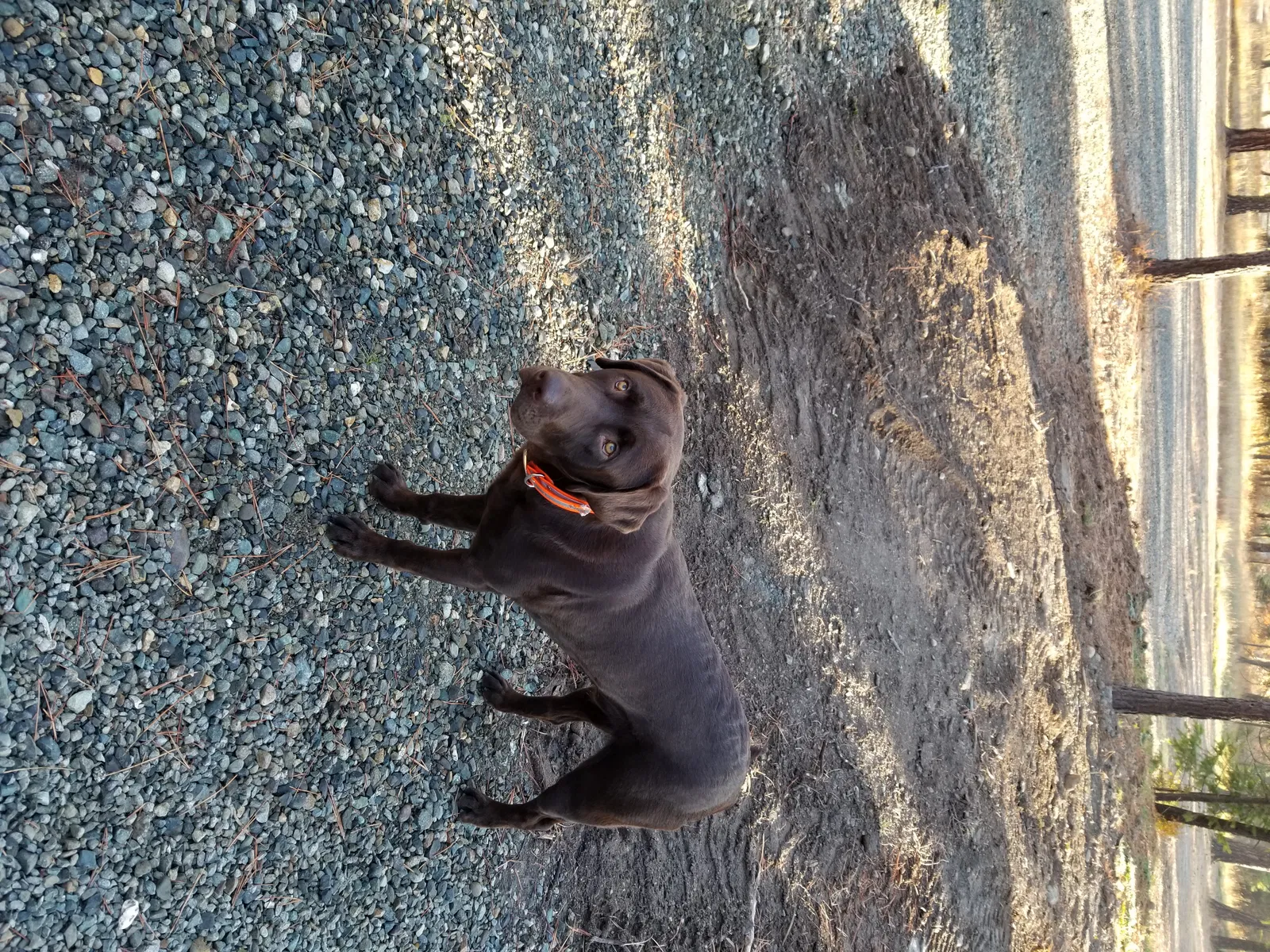 Lost dog in Cle Elum, WA, 98922