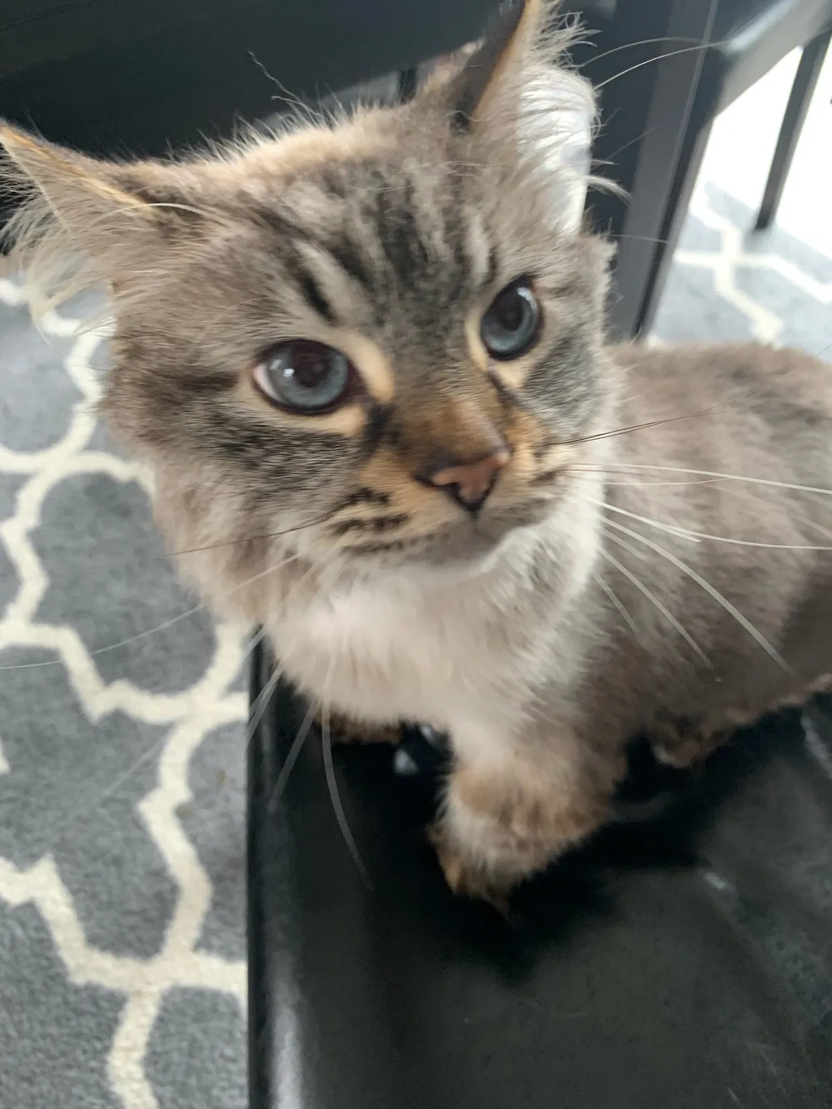Lost cat in Wyandotte, MI, 48192