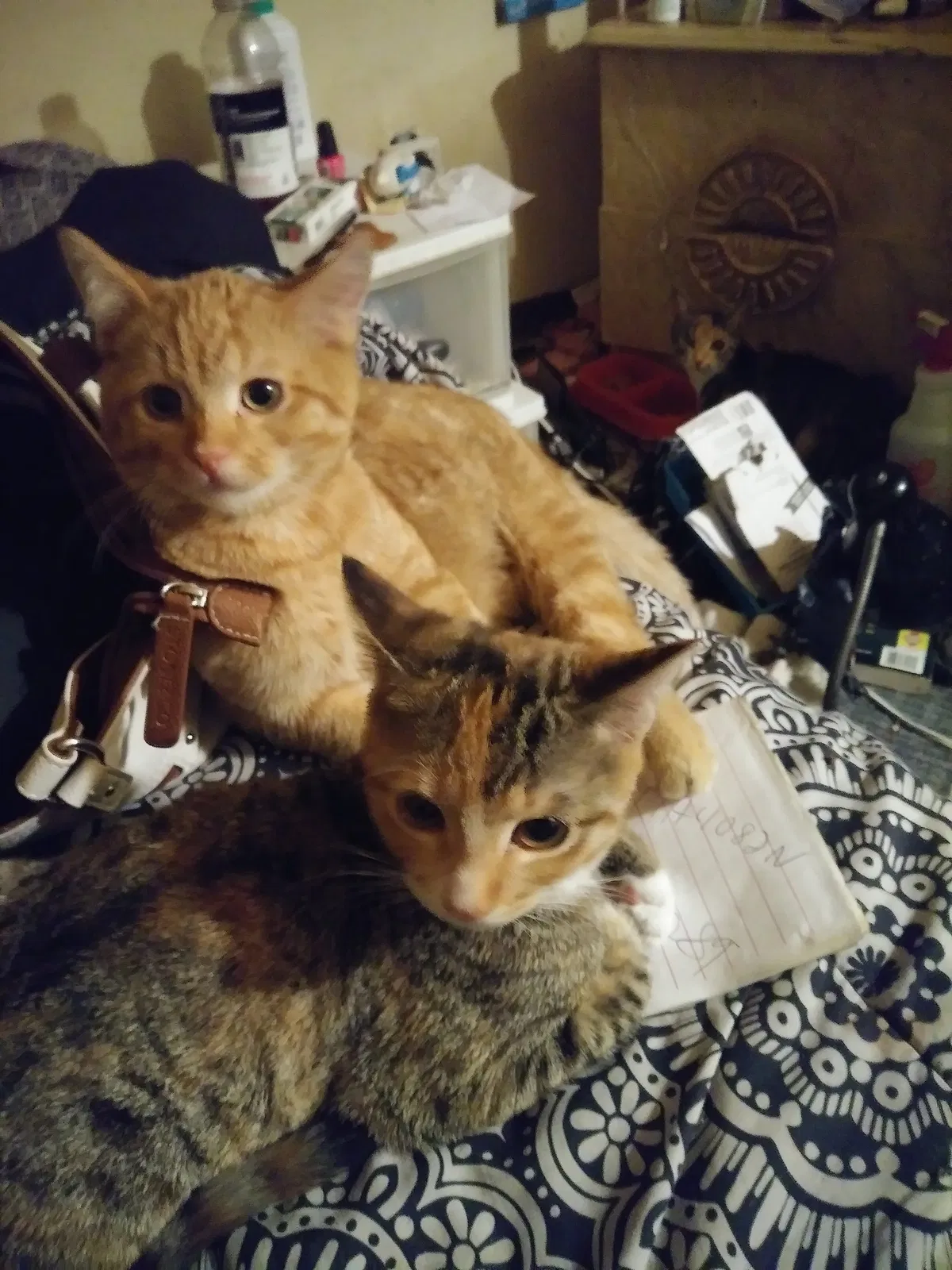Lost cat in Spring Valley, CA, 91977