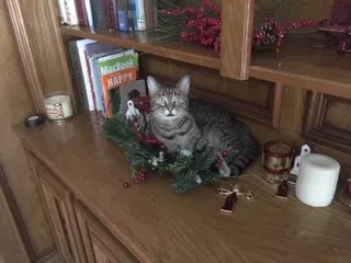 Lost cat in Spring, TX, 77388