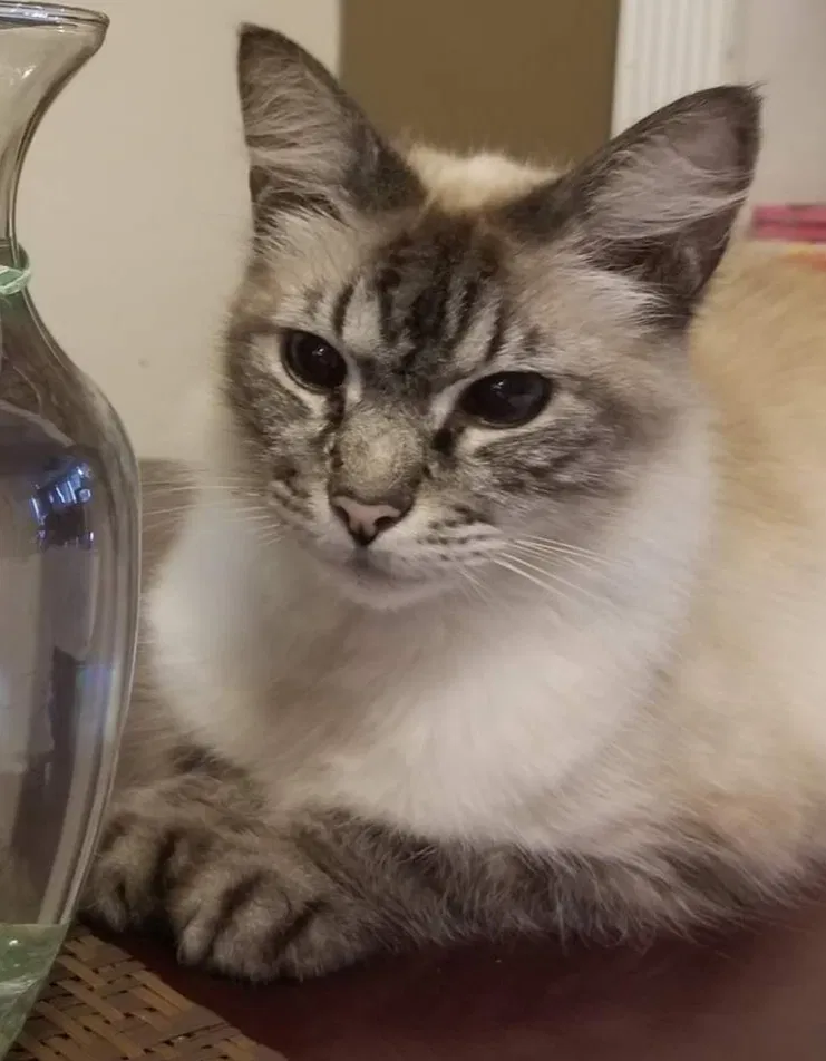 Lost cat in Seminole, FL, 33772