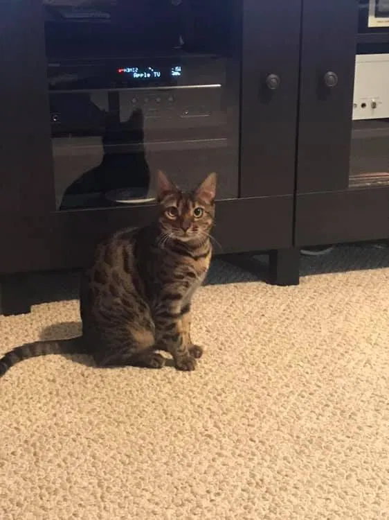 Lost cat in Converse, TX, 78109