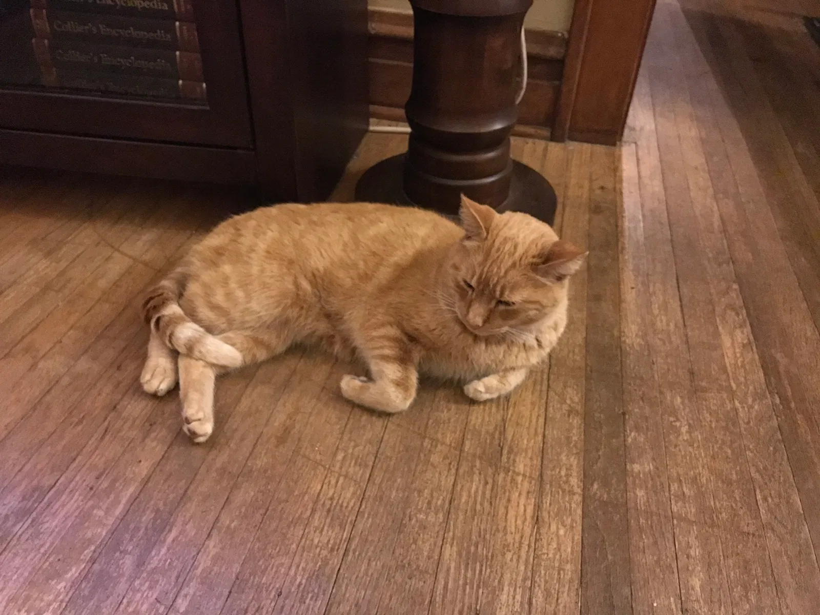 Lost cat in Columbus, OH, 43214