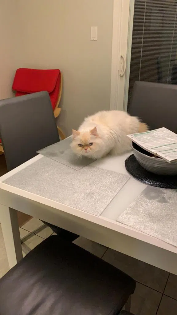 Lost cat in Unknown, CA, 0