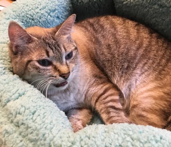 Lost cat in Houston, TX, 77041