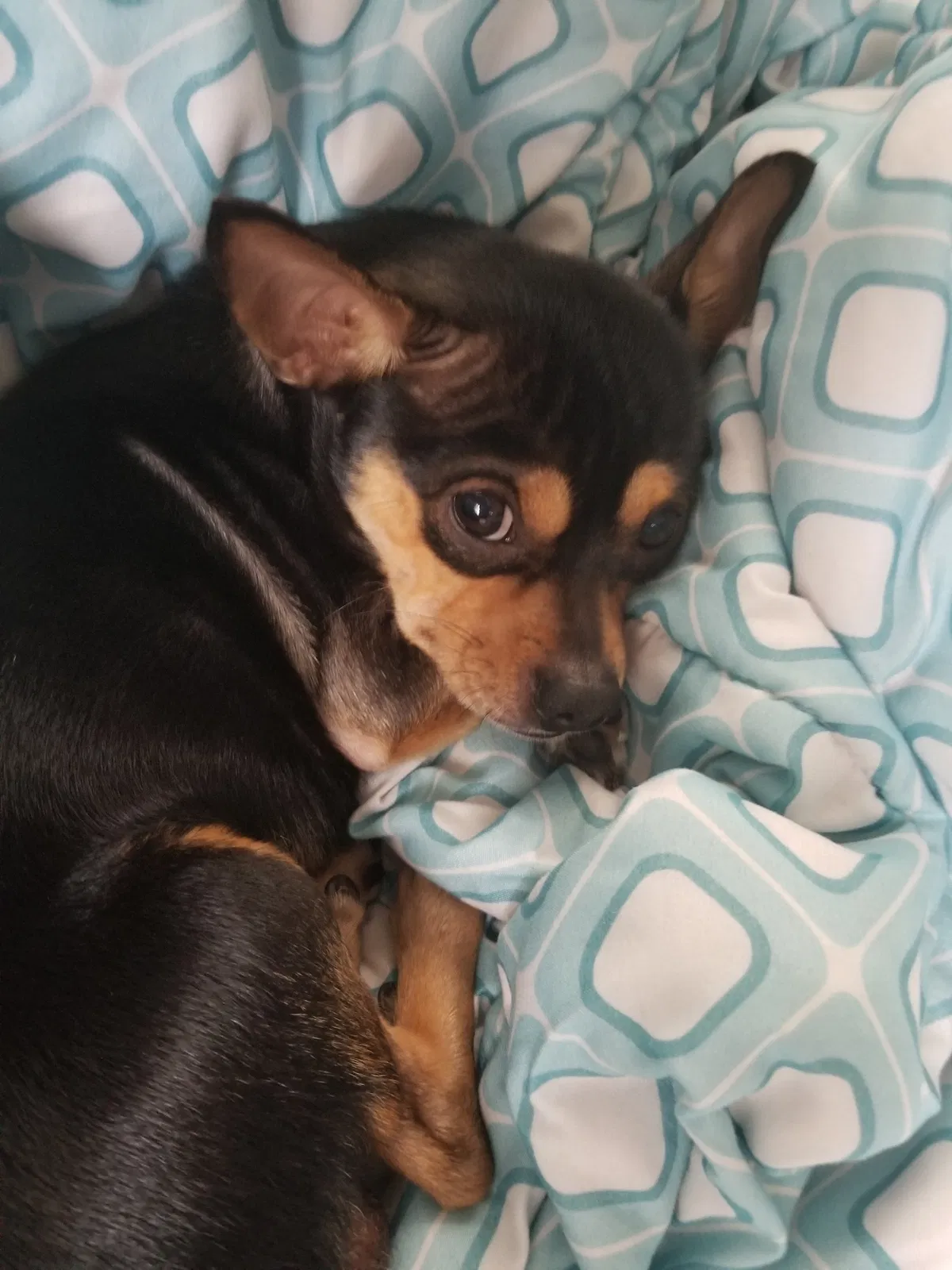 Lost dog in Hampton, VA, 23661