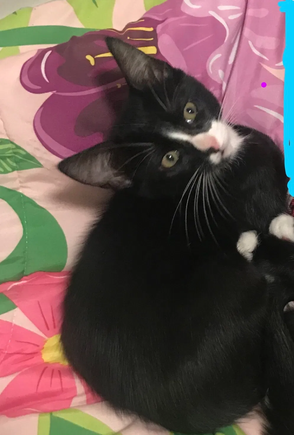 Lost cat in Mount Juliet, TN, 37122