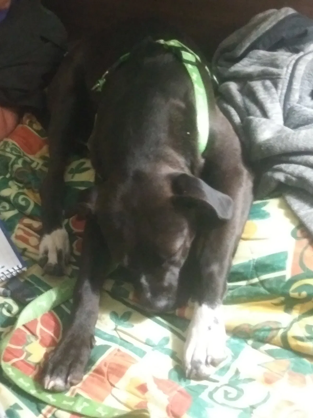 Lost dog in Marysville, CA, 95901