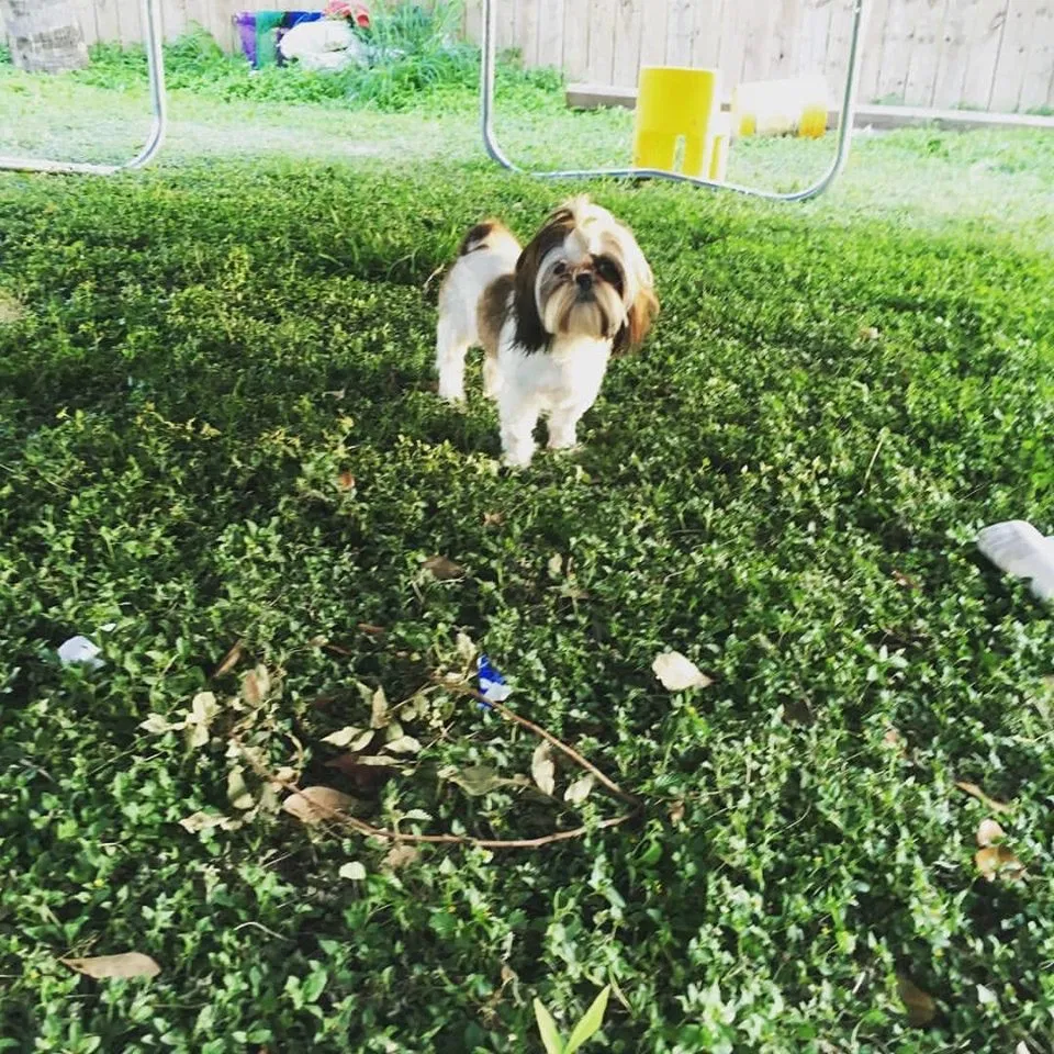 Lost dog in Donna, TX, 78537