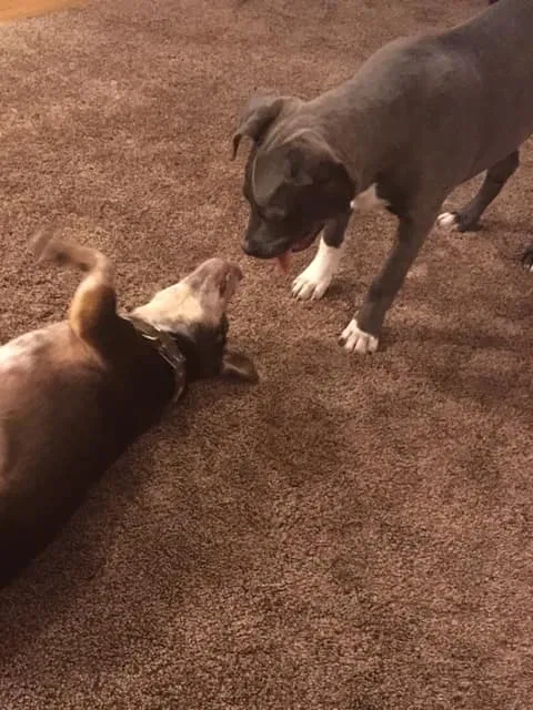 Lost dog in Edmond, OK, 73025