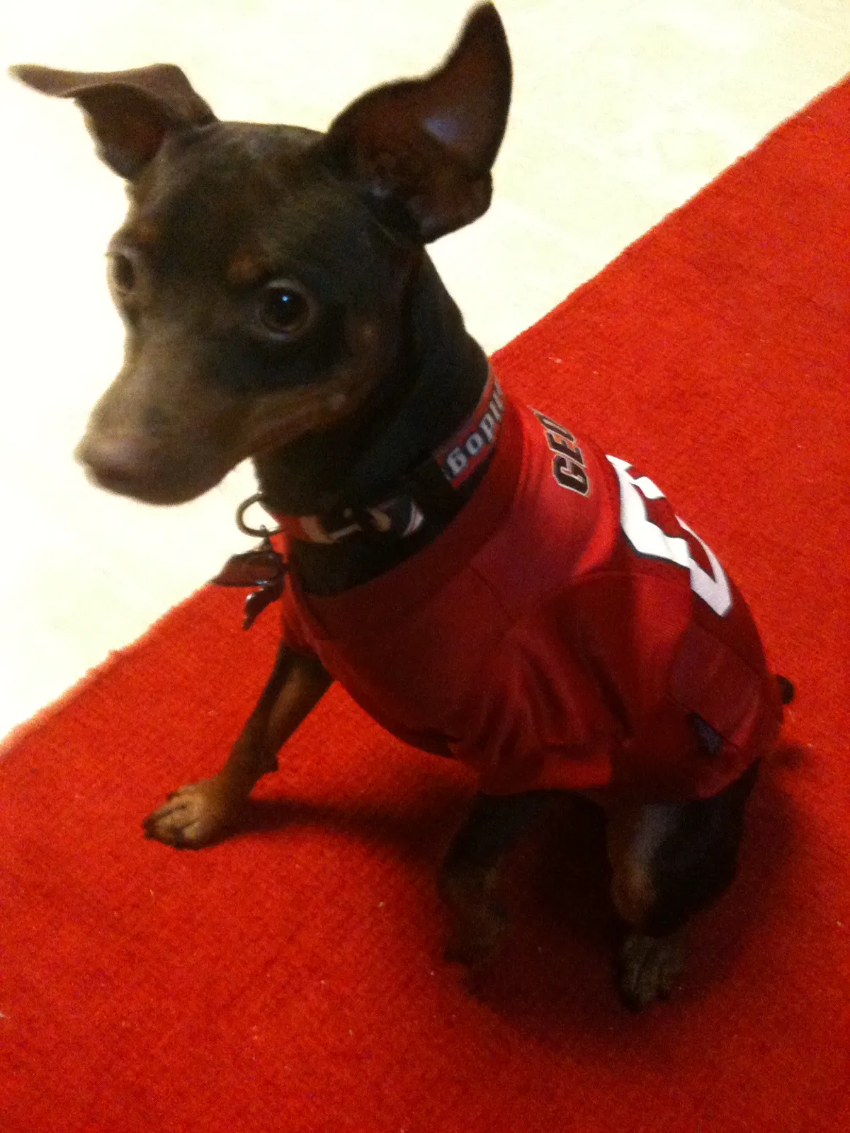 Lost dog in Manassas, VA, 20111