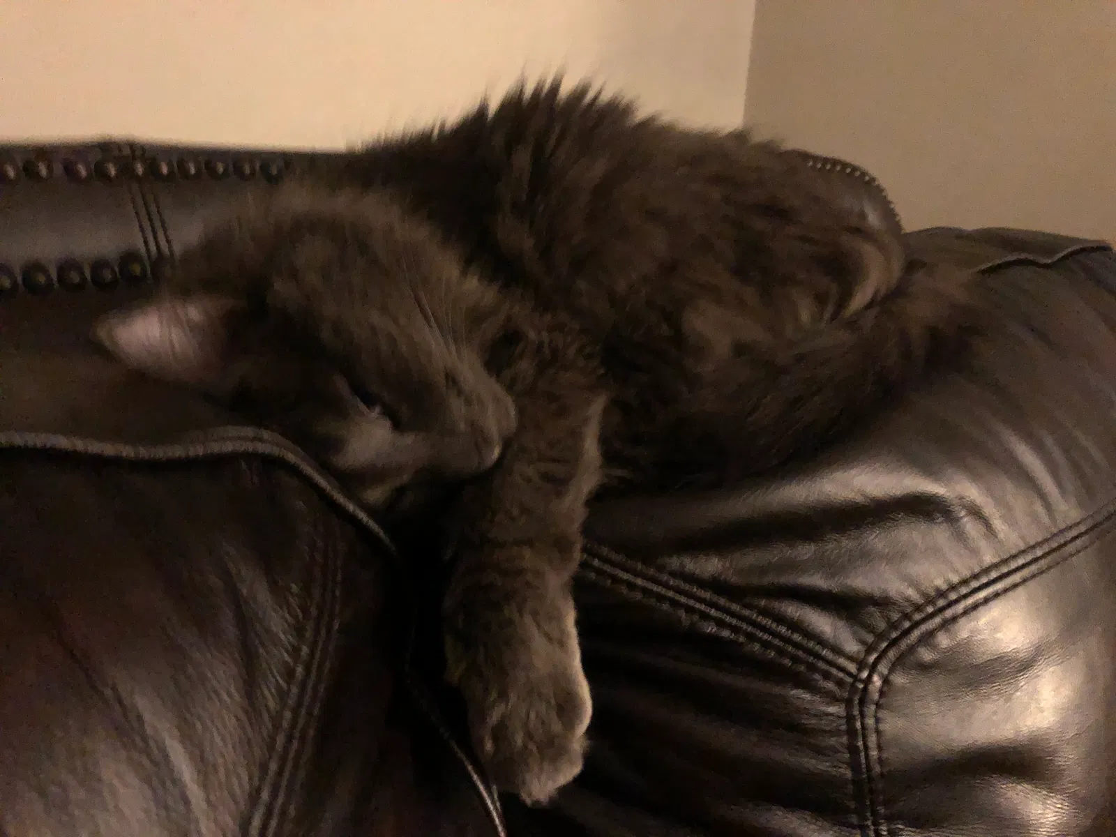 Lost cat in Saint Louis, MO, 63105