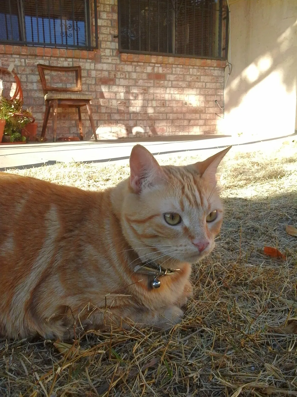 Lost cat in El Paso, TX, 79922