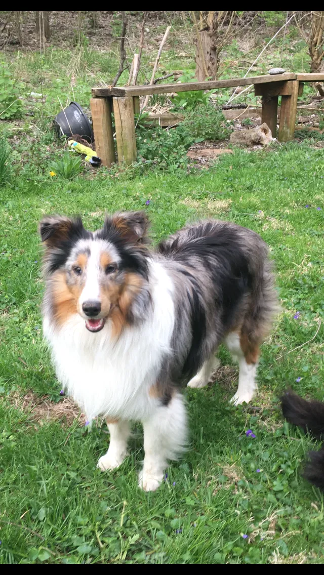 Lost dog in Ashburn, GA, 31714