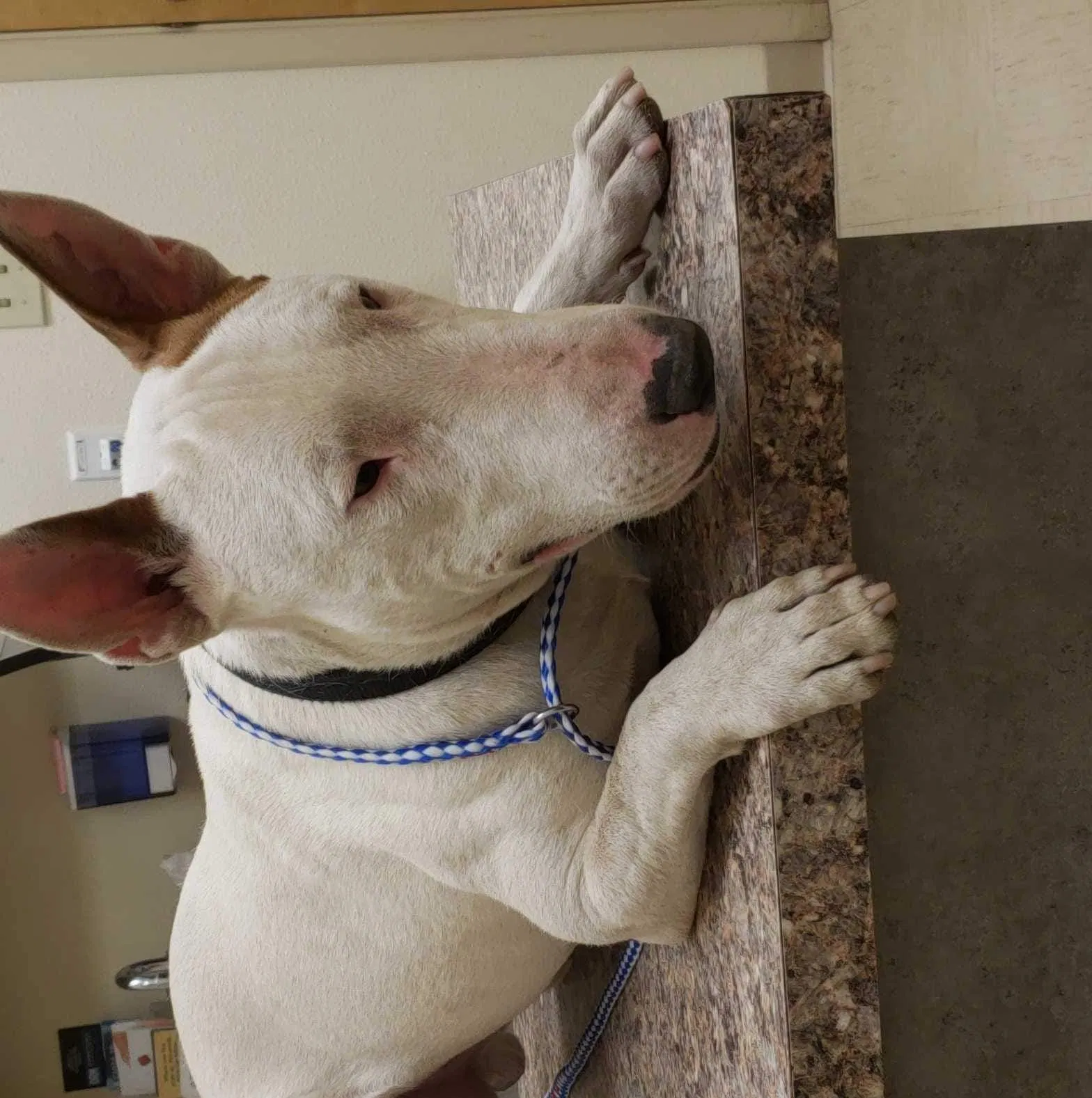 Lost dog in El Paso, TX, 79915