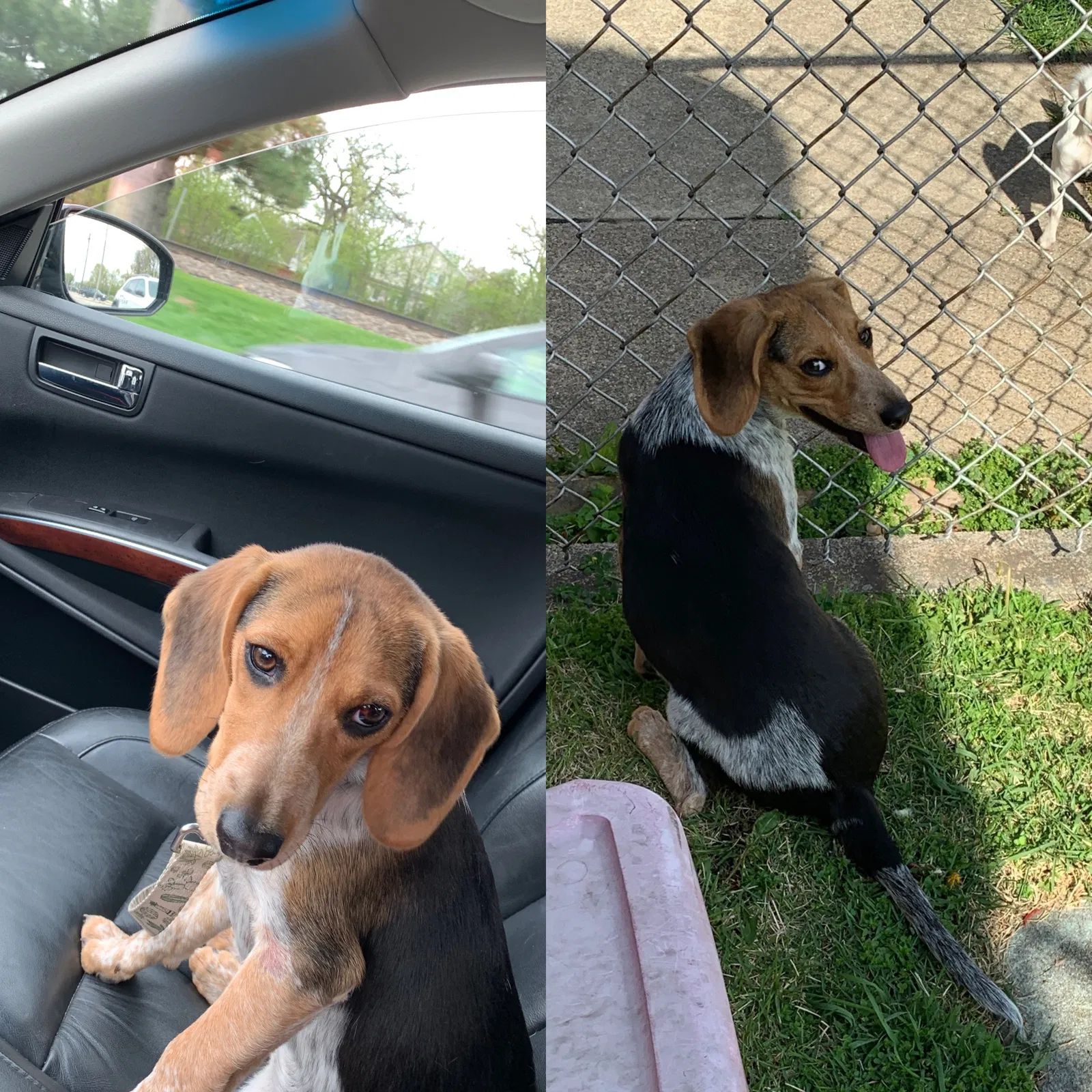 Lost dog in Berwyn, IL, 60402