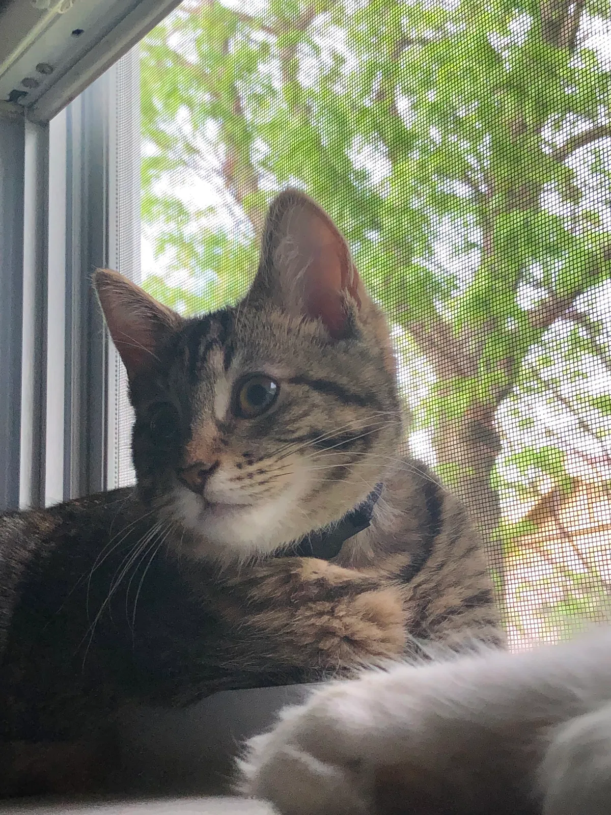 Lost cat in Fort Wayne, IN, 46815